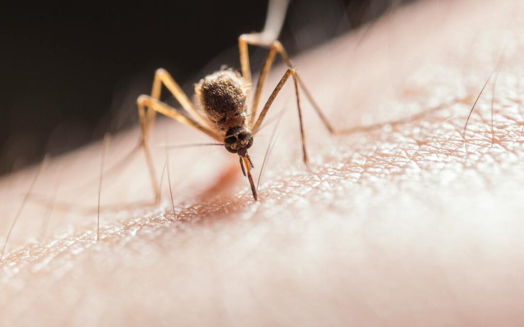 What You Need to Know About Mosquito Season in Florida 2020
