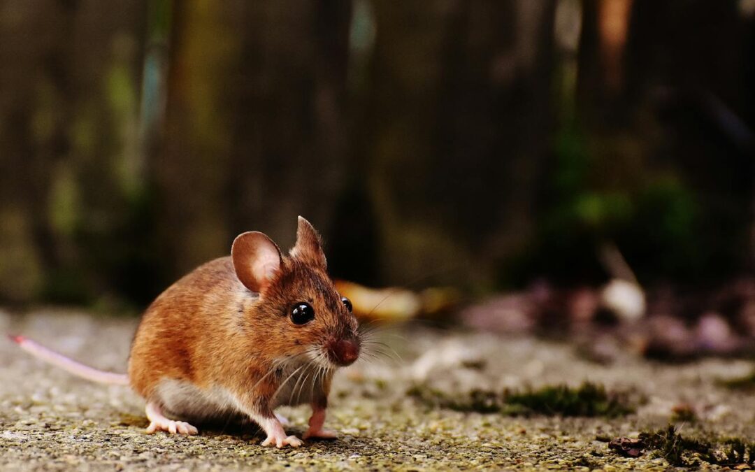 7 Places to Check for Signs of Mice Before You Buy