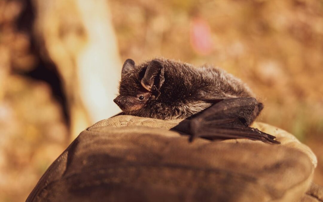 Are you Living with Bats?