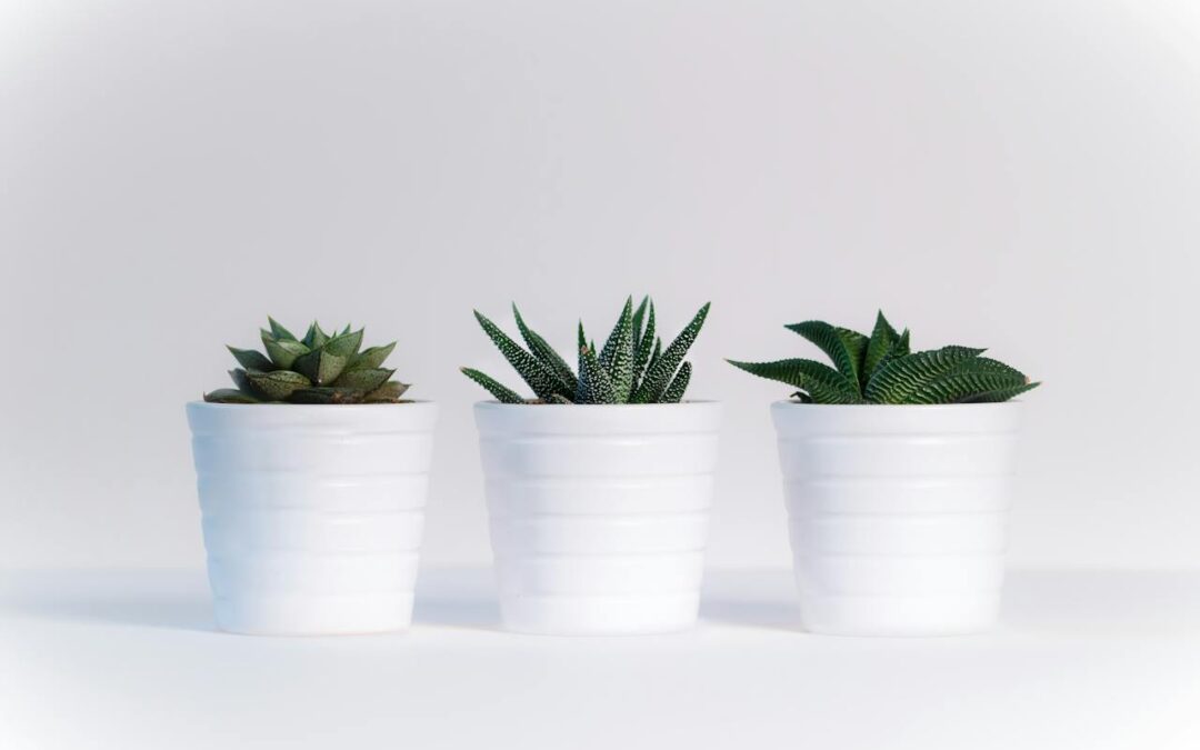 10 Best Beautiful Plants That Will Give Your Home Instant Personality