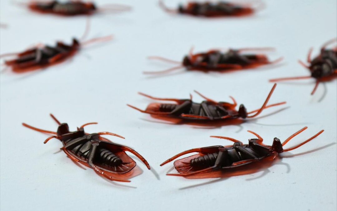 Easy DIY Pest Control for your Home in 2024