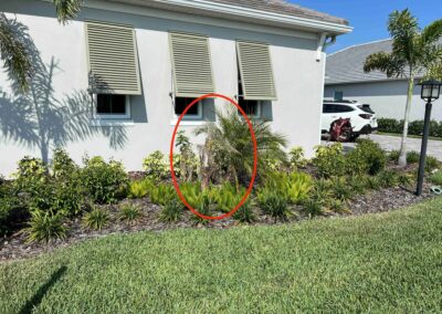Dead palm tree at a LakeHouse Cove at Waterside home was witnessed during our Shield Home Watch Service Call