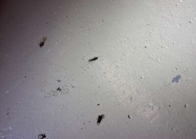 Large bug infestation found in garage was witnessed during our Shield Home Watch Service Call