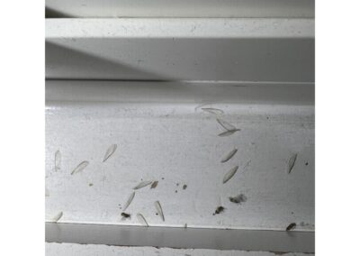Insect Wings found in the window sill of Holmes Beach was identified during our Shield Home Watch Service Call