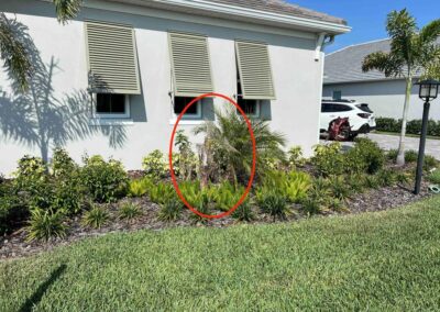 Dead palm tree at a LakeHouse Cove at Waterside home was witnessed during our Shield Home Watch Service Call