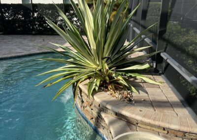 Pool decorative plant is very overgrown which is causing pressure to build in the root area potentially causing damage to the pool cement and wall was caught during our Shield Home Watch Service Call in Lakewood Ranch Country Club East in Manatee County